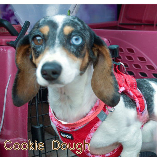 Cookie Dough photo 11