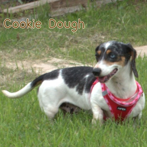 Cookie Dough photo 12
