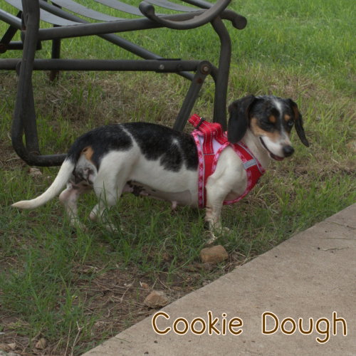 Cookie Dough photo 13