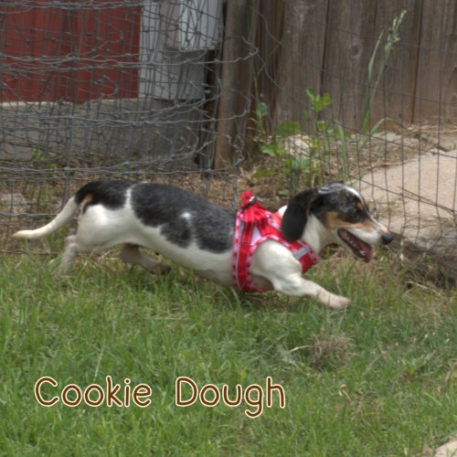 Cookie Dough photo 14