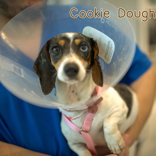 Cookie Dough photo 15