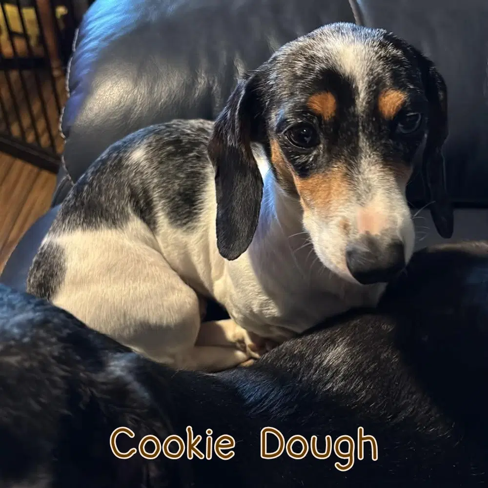 Cookie Dough image 3