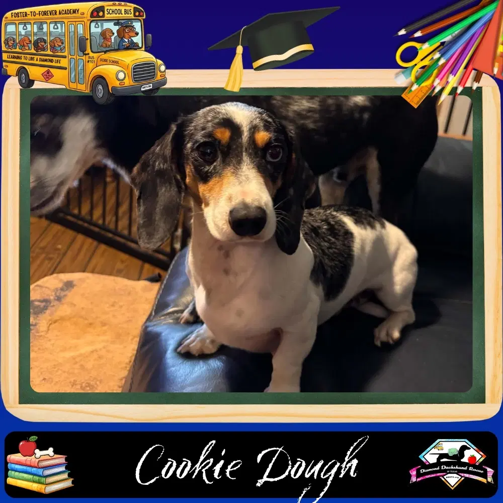 Cookie Dough - Dachshund