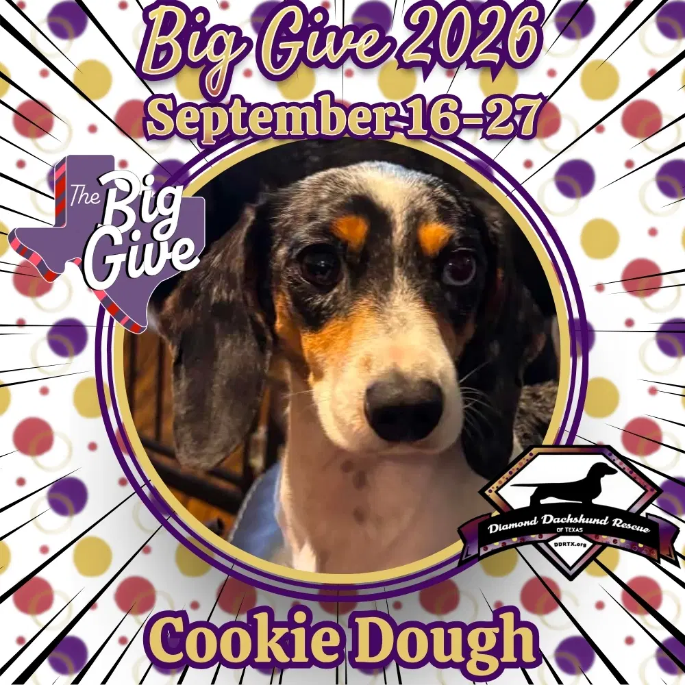 Cookie Dough - Dachshund