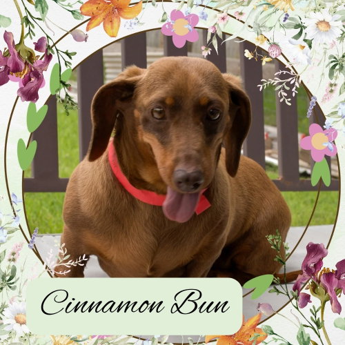 Cinnamon Bun, an adoptable Dachshund in San Antonio, TX