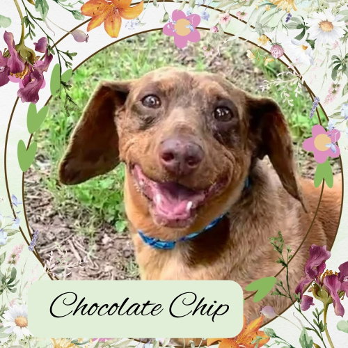 Chocolate Chip, an adoptable Dachshund in San Antonio, TX