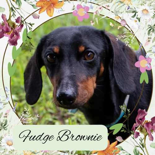 Fudge Brownie, an adoptable Dachshund in San Antonio, TX