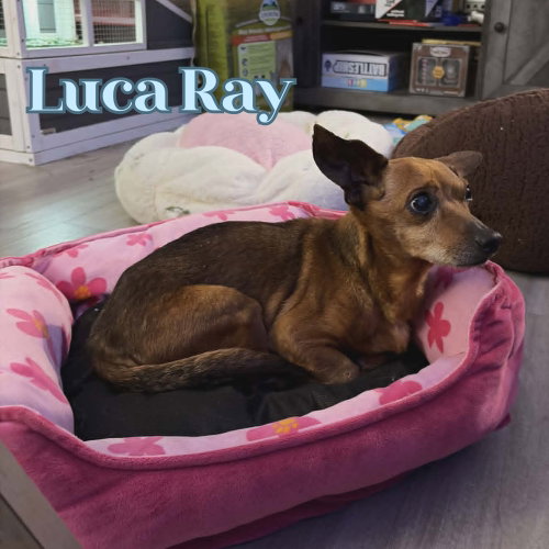 Luca Ray photo 9