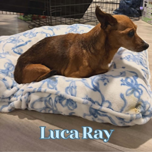 Luca Ray photo 10