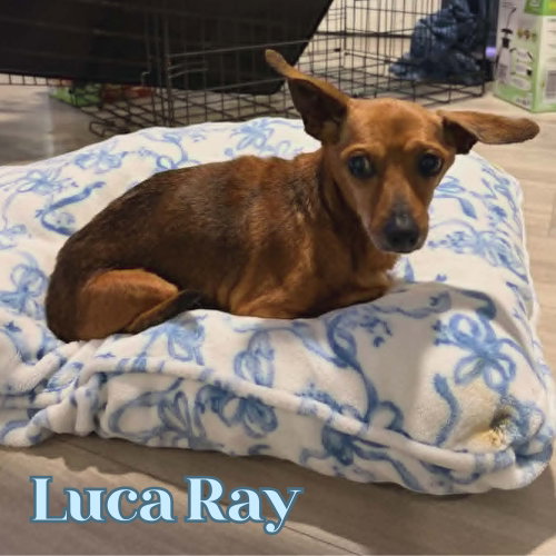 Luca Ray photo 11