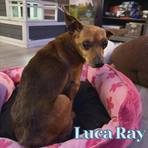 Luca Ray photo 12