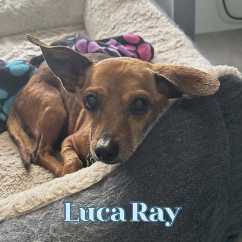 Luca Ray photo 5