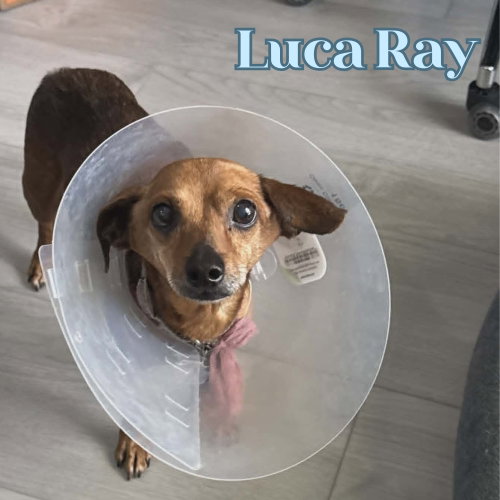Luca Ray photo 3