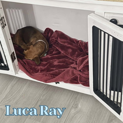 Luca Ray photo 4