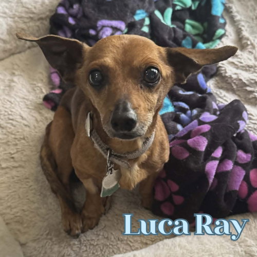 Luca Ray photo 6