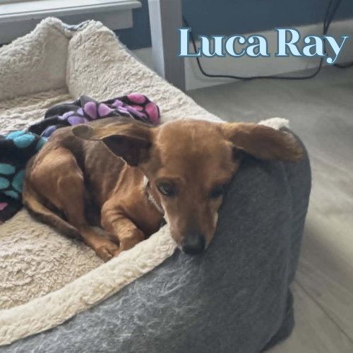 Luca Ray photo 7