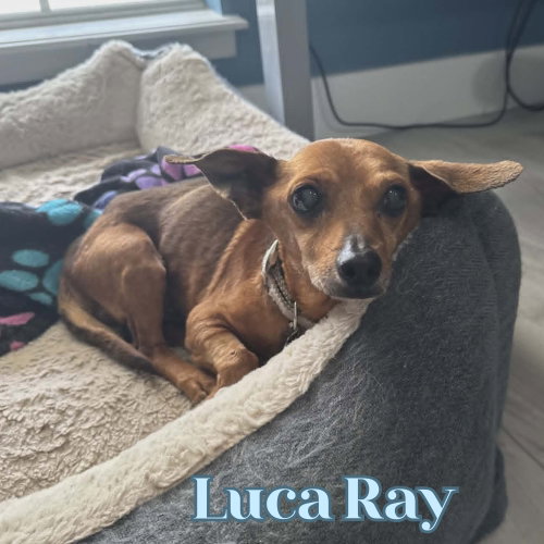 Luca Ray photo 8