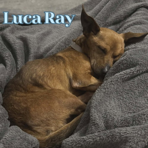 Luca Ray photo 2