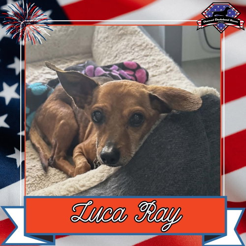 Luca Ray, an adoptable Dachshund in San Antonio, TX