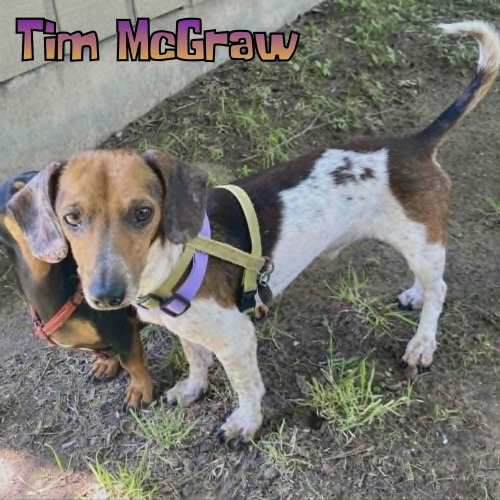 Tim Mcgraw photo 2