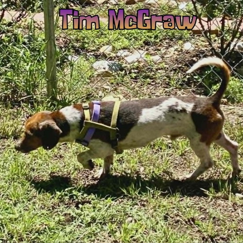 Tim Mcgraw photo 5