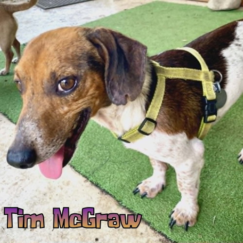 Tim Mcgraw photo 6