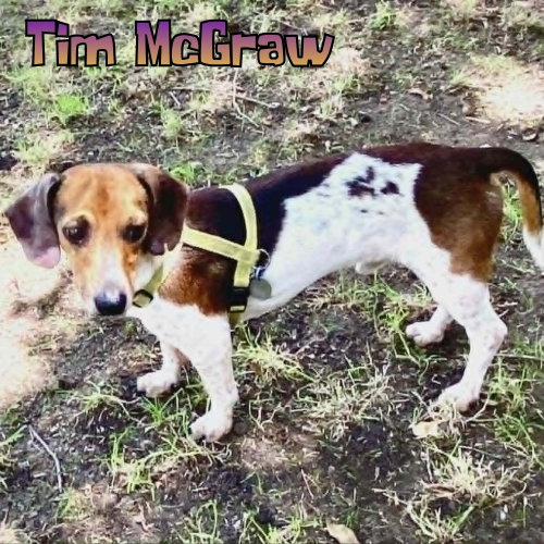 Tim Mcgraw photo 8