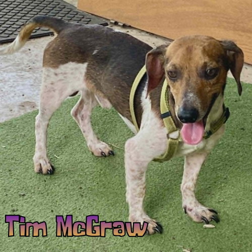Tim Mcgraw photo 9