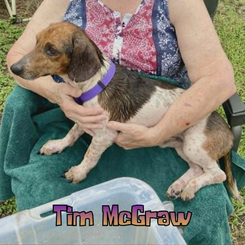 Tim Mcgraw photo 11