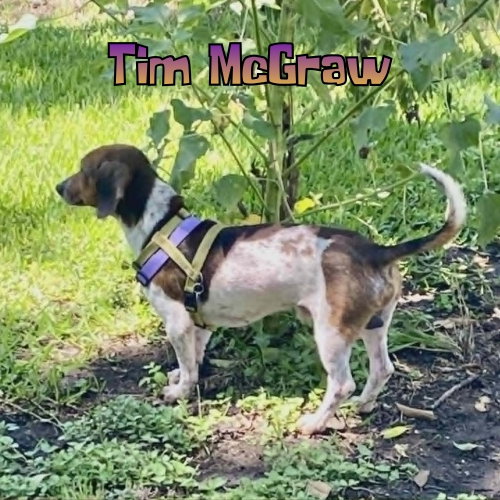 Tim Mcgraw photo 12