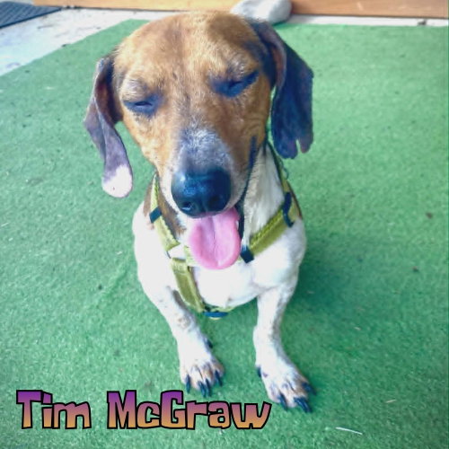 Tim Mcgraw photo 13