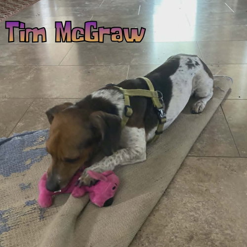 Tim Mcgraw photo 16
