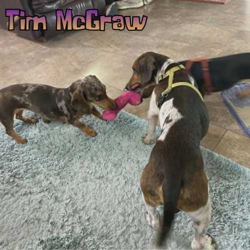 Tim Mcgraw photo 17
