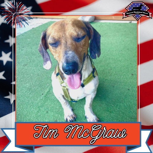 Tim McGraw, an adoptable Dachshund in San Antonio, TX