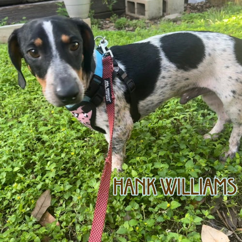 Hank Williams photo 9
