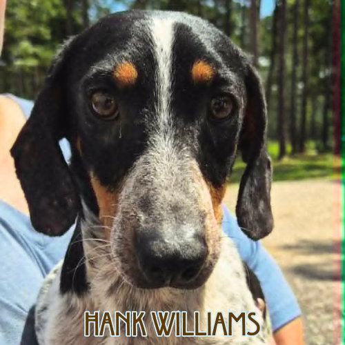 Hank Williams photo 8