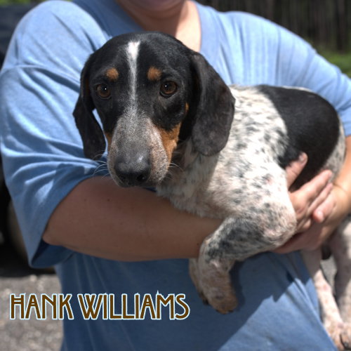 Hank Williams photo 10