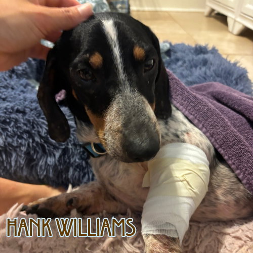 Hank Williams photo 7