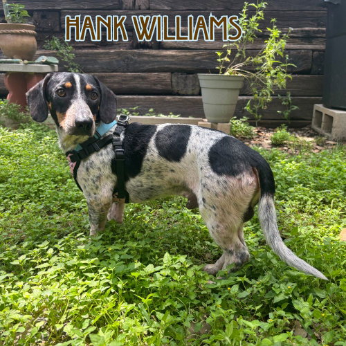 Hank Williams photo 5