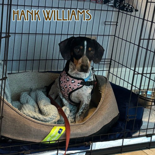 Hank Williams photo 6