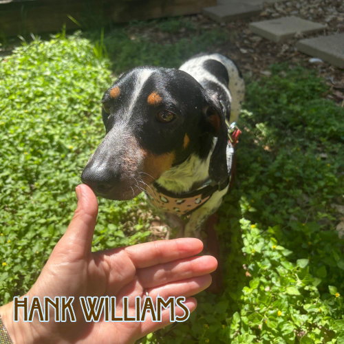 Hank Williams photo 12
