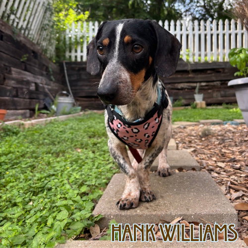 Hank Williams photo 13