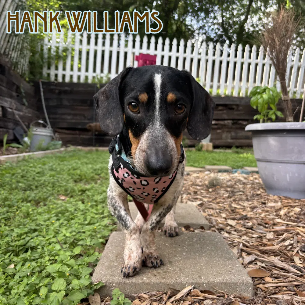 Hank Williams image 2