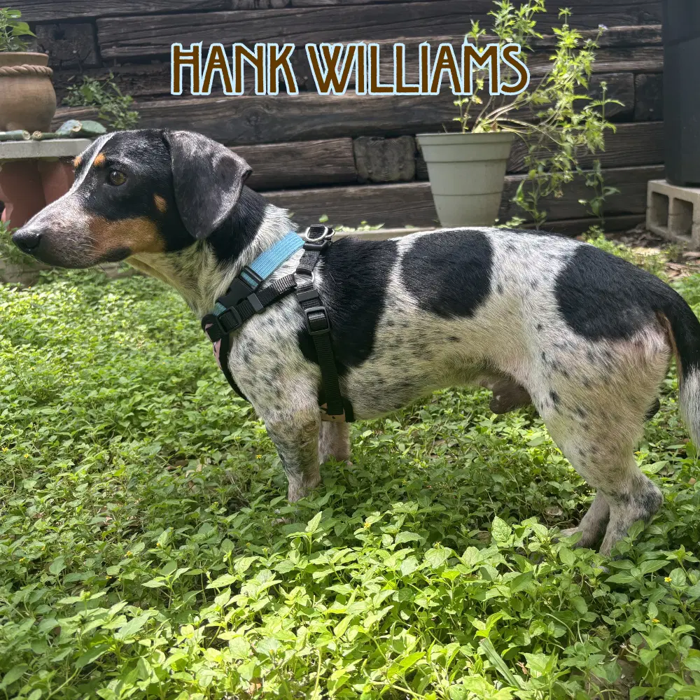 Hank Williams image 3