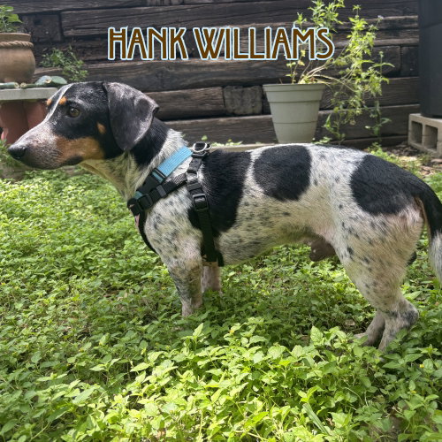Hank Williams photo 3