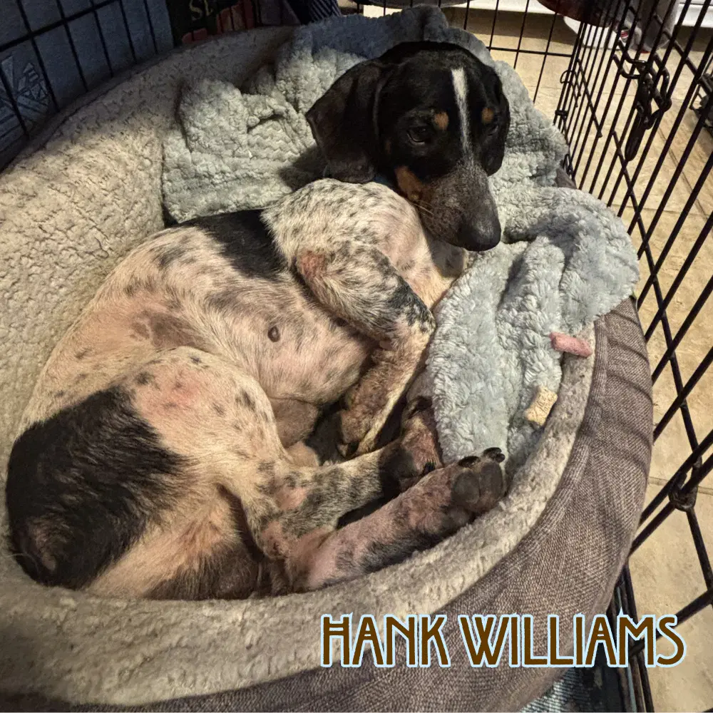 Hank Williams image 4