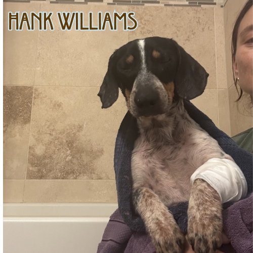Hank Williams photo 14
