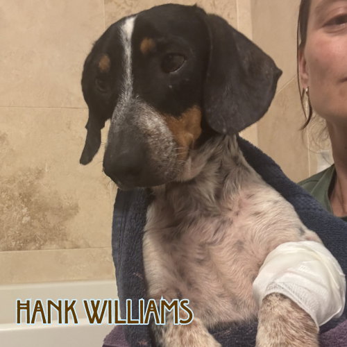 Hank Williams photo 15