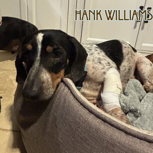Hank Williams photo 16