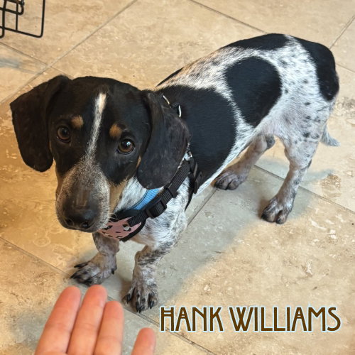 Hank Williams photo 18
